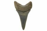 Fossil Shortfin Mako Tooth - Lee Creek (Aurora), NC #294741-1